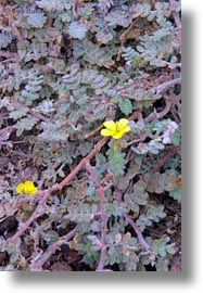 ecuador, equator, galapagos islands, latin america, miscellaneous, plants, puncture, vertical, weeds, photograph