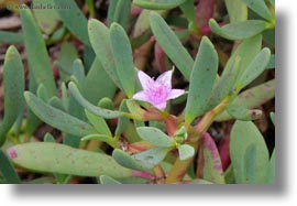 ecuador, equator, galapagos islands, horizontal, latin america, miscellaneous, plants, sesuvium, photograph