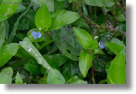 ecuador, equator, flowers, galapagos islands, horizontal, latin america, miscellaneous, plants, purple, tiny, photograph