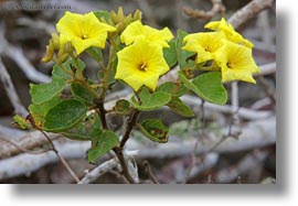 cordia, ecuador, equator, galapagos islands, horizontal, latin america, muyuyu, muyuyu cordia, plants, photograph