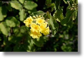 cordia, ecuador, equator, galapagos islands, horizontal, latin america, muyuyu, muyuyu cordia, plants, photograph