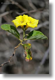 cordia, ecuador, equator, galapagos islands, latin america, muyuyu, muyuyu cordia, plants, vertical, photograph