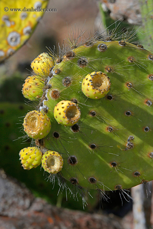 rabida-prickly-pear-cactus-03.jpg