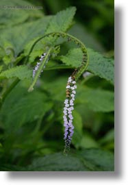 images/LatinAmerica/Ecuador/GalapagosIslands/Plants/ScorpionFlower/scorpion-tail-flower-01.jpg