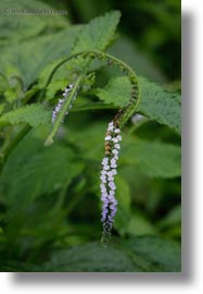 ecuador, equator, flowers, galapagos islands, latin america, plants, scorpion, scorpion flower, tail, vertical, photograph