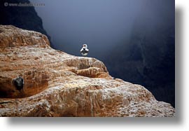 boobies, cliffs, ecuador, equator, galapagos islands, horizontal, latin america, nazca, santa cruz, photograph