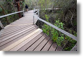 darwin center, ecuador, equator, galapagos islands, horizontal, latin america, planks, santa cruz, walkway, woods, photograph