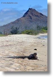 cerro, dragon hill, ecuador, equator, galapagos islands, latin america, montura, santa cruz, vertical, photograph