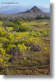 cerro, dragon hill, ecuador, equator, galapagos islands, latin america, montura, santa cruz, vertical, photograph