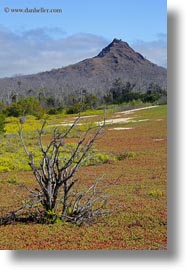 cerro, dragon hill, ecuador, equator, galapagos islands, latin america, montura, santa cruz, vertical, photograph