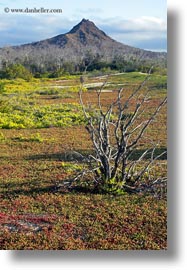 cerro, dragon hill, ecuador, equator, galapagos islands, latin america, montura, santa cruz, vertical, photograph