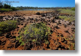 clay, dragon hill, dried, ecuador, equator, galapagos islands, horizontal, latin america, plants, santa cruz, photograph