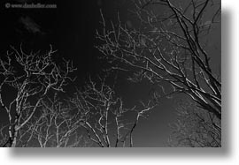 black and white, branches, dragon hill, ecuador, equator, galapagos islands, horizontal, latin america, santa cruz, trees, photograph