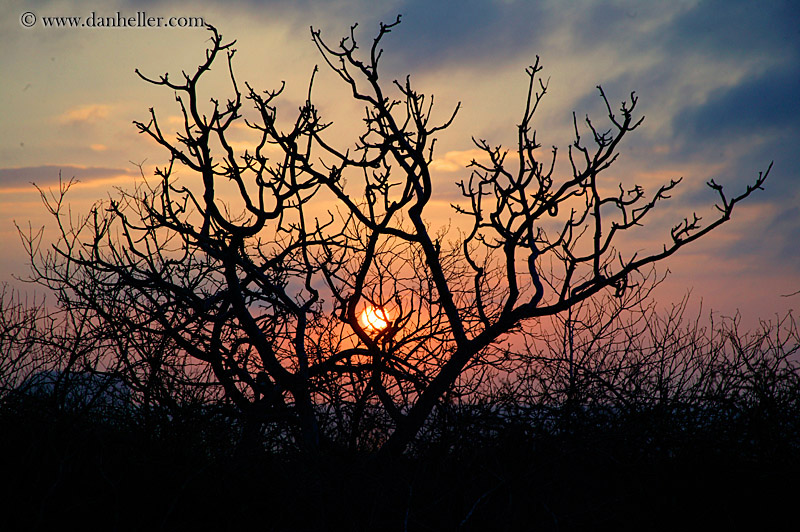 bush-sunset.jpg