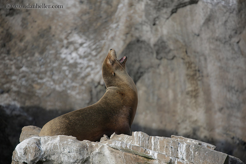 sea_lion-looking-up-01.jpg