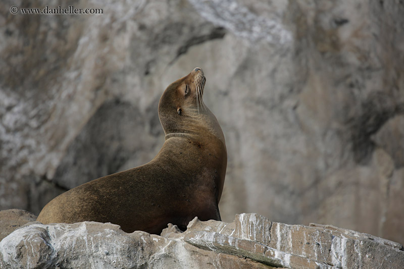 sea_lion-looking-up-02.jpg