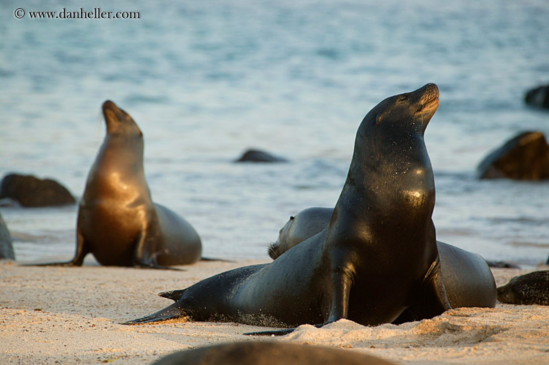 sea_lion-looking-up-03.jpg