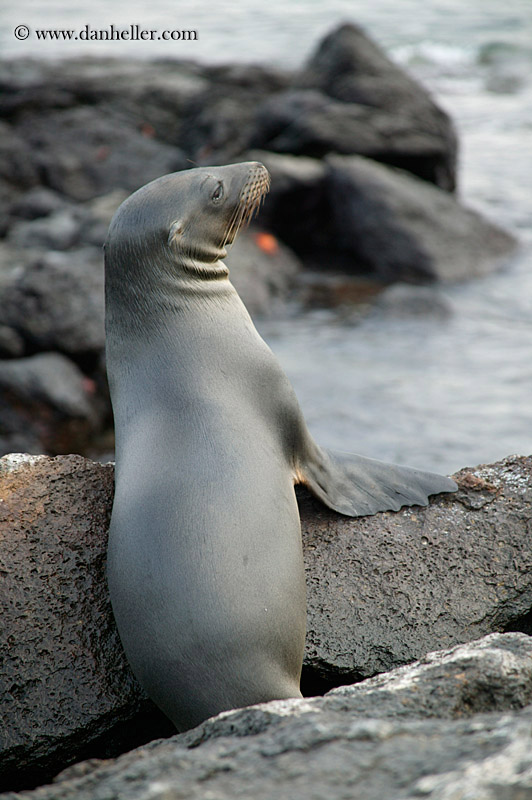 sea-lion-1.jpg