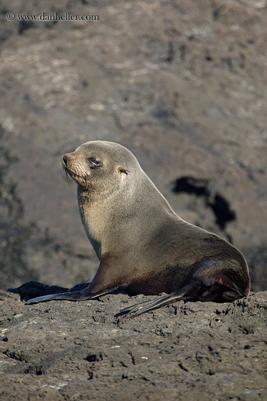 sea_lion-cub-01.jpg