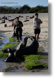 childrens, ecuador, equator, galapagos islands, latin america, sea lions, sea lions and people, vertical, photograph