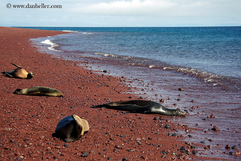 sea_lion-sleeping-02.jpg