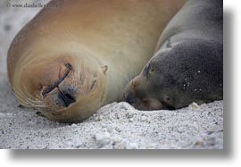 ecuador, equator, galapagos islands, horizontal, latin america, sea lions, sleeping, sleeping sea lions, photograph