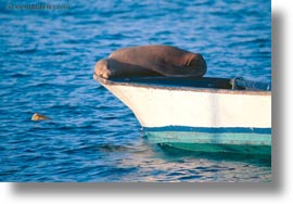 ecuador, equator, galapagos islands, horizontal, latin america, sea lions, sleeping, sleeping sea lions, photograph