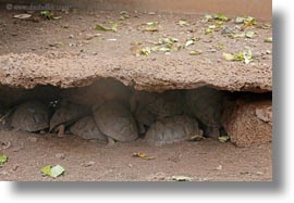 babies, darwin center, ecuador, equator, galapagos islands, horizontal, latin america, tortoises, photograph