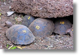 babies, darwin center, ecuador, equator, galapagos islands, horizontal, latin america, tortoises, photograph