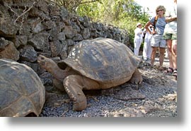 darwin center, ecuador, equator, galapagos islands, horizontal, latin america, tortoises, photograph