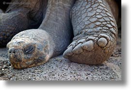 darwin center, ecuador, equator, galapagos islands, horizontal, latin america, tortoises, photograph