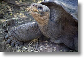 darwin center, ecuador, equator, galapagos islands, horizontal, latin america, tortoises, photograph