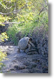 darwin center, ecuador, equator, galapagos islands, latin america, tortoises, vertical, photograph