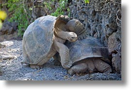 darwin center, ecuador, equator, galapagos islands, horizontal, latin america, tortoises, photograph