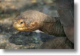 darwin center, ecuador, equator, galapagos islands, horizontal, latin america, tortoises, photograph