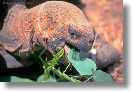 darwin center, ecuador, equator, galapagos islands, horizontal, latin america, tortoises, photograph