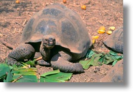 darwin center, ecuador, equator, galapagos islands, horizontal, latin america, tortoises, photograph