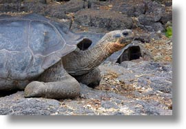 darwin center, ecuador, equator, galapagos islands, horizontal, latin america, tortoises, photograph