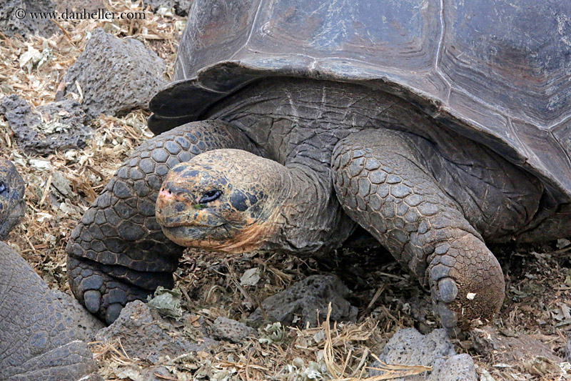 tortoise-22.jpg