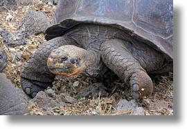 darwin center, ecuador, equator, galapagos islands, horizontal, latin america, tortoises, photograph