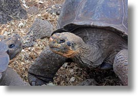 darwin center, ecuador, equator, galapagos islands, horizontal, latin america, tortoises, photograph