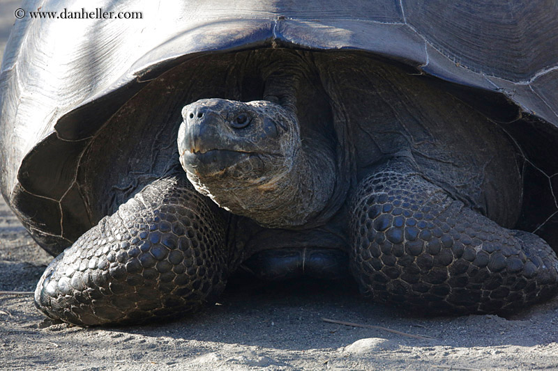 alcedo-giant-tortoise-03.jpg