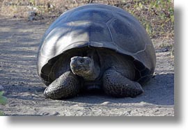 alcedo, ecuador, equator, galapagos islands, giants, horizontal, isabela, latin america, tortoises, photograph