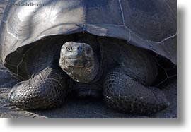 alcedo, ecuador, equator, galapagos islands, giants, horizontal, isabela, latin america, tortoises, photograph