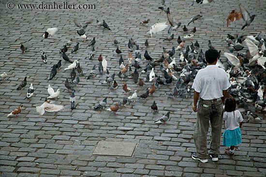 father-girl-n-pigeons.jpg