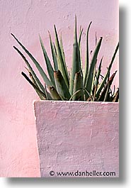 alamos, latin america, mexico, plants, vertical, photograph