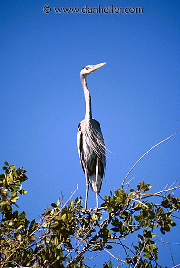 grey-heron-b.jpg