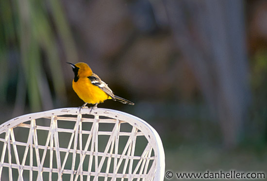 hooded-oriole-a.jpg