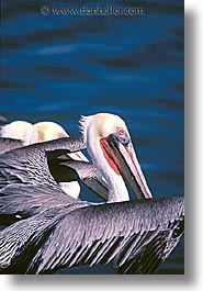 estuary, latin america, mexico, pelicans, vertical, photograph