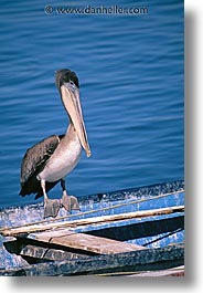 estuary, latin america, mexico, pelicans, vertical, photograph